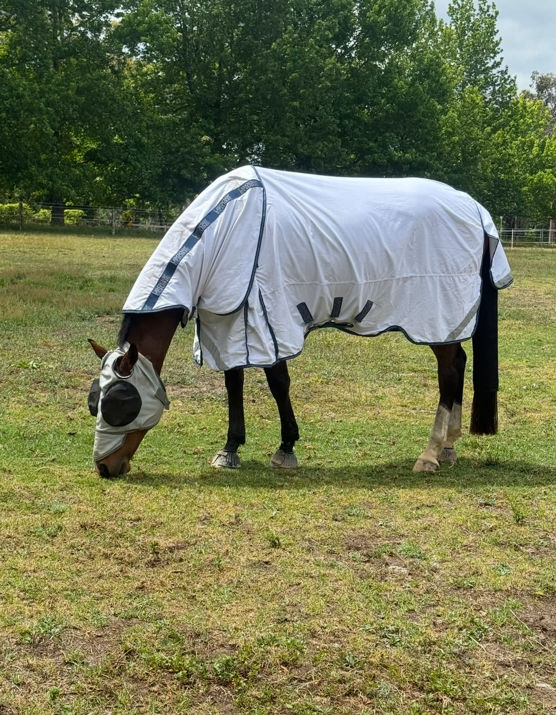 Customer photo review of LE Fieldsafe Summer Sheet
