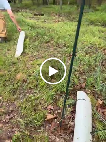 Customer video review of Late Drop American Persimmon