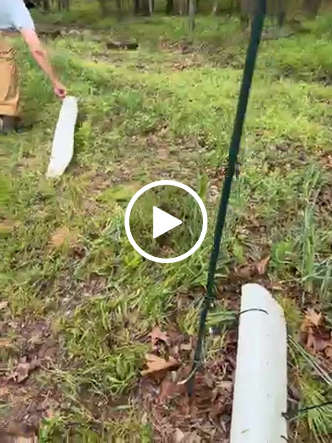 Customer video review of Late Drop American Persimmon