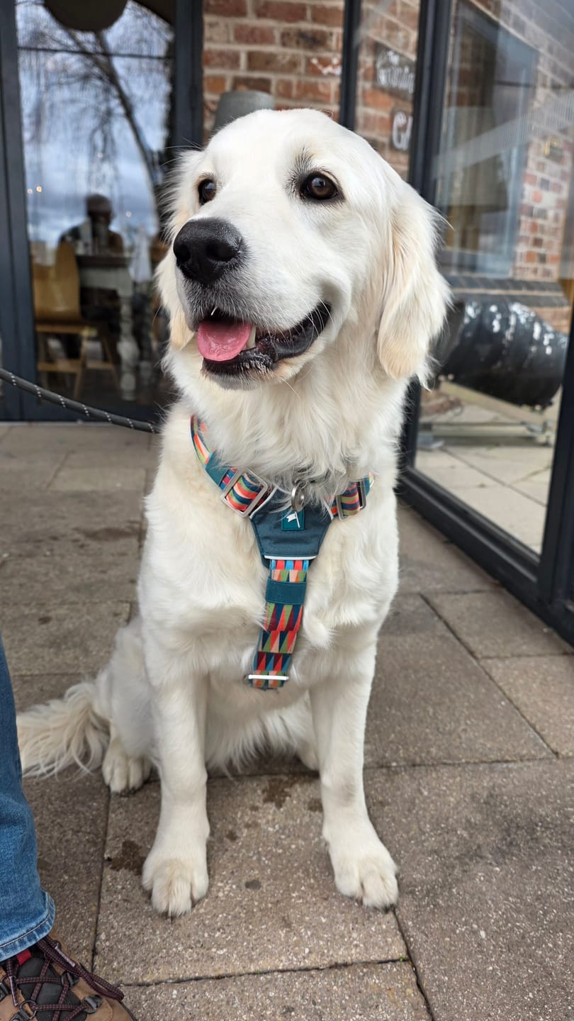 Customer photo review of Horizon Harness