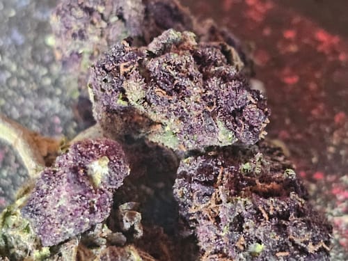 Customer photo review of Cheap THCA Flower Ounce