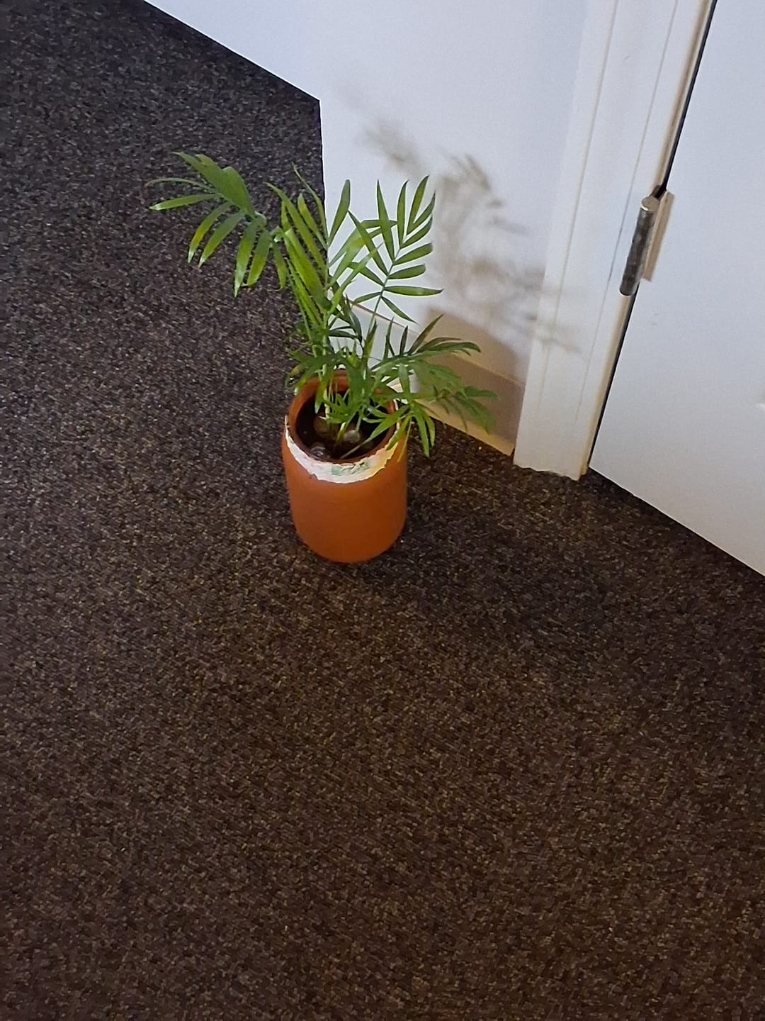 Customer photo review of Parlour Palm Indoor Plant - Easy Care Low Light House plant - Air Purifier Plant in Pot - Parlour Palm- EXACT plant as pictures