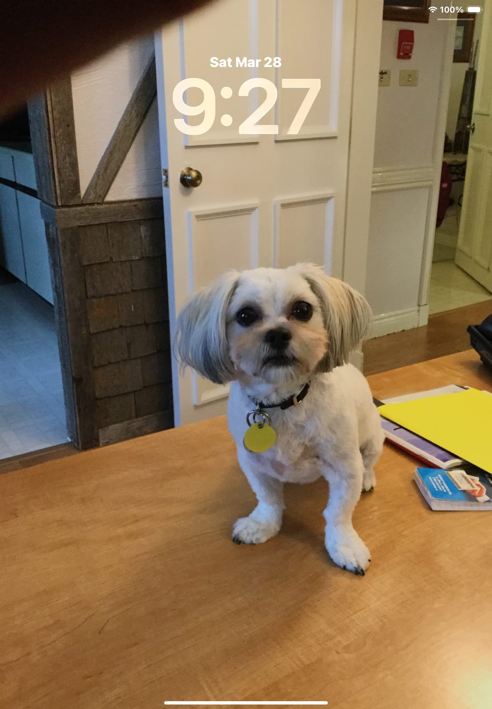 Customer photo review of Pet Dental Spray by Furaqua || Veterinarian Recommended 🏆
