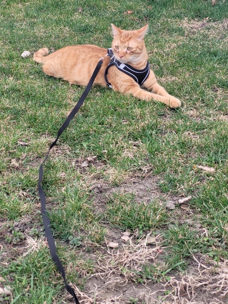 Customer photo review of Explorer Harness | Less boredom. More discovery. A better life for your indoor cat.