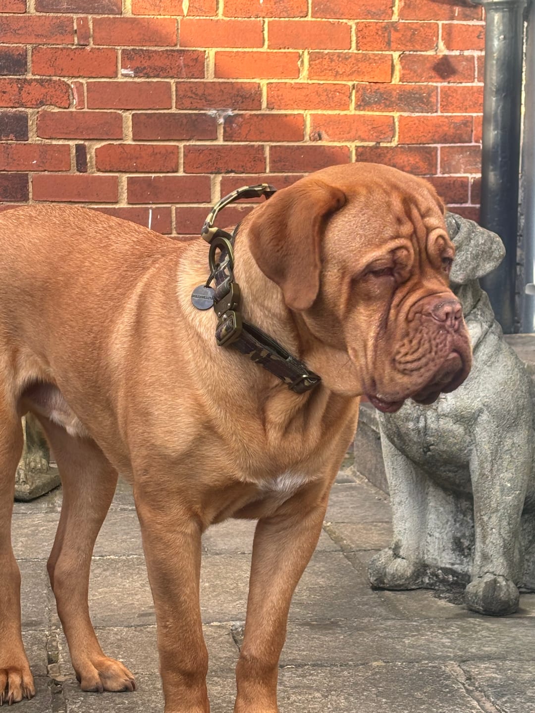 Customer photo review of 4cm Lighter Combat® Collar | Green Camouflage