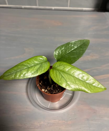 Customer photo review of Epipremnum Pinnatum 'Cebu Blue' Pothos | Cebu Blue Plant in 2" Nursery pot | Rare Cebu Blue Epipremnum Pinnatum | Plant SAME as pictures