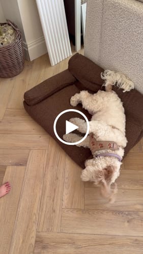 Customer video review of Hazelnut┃Studio Collar