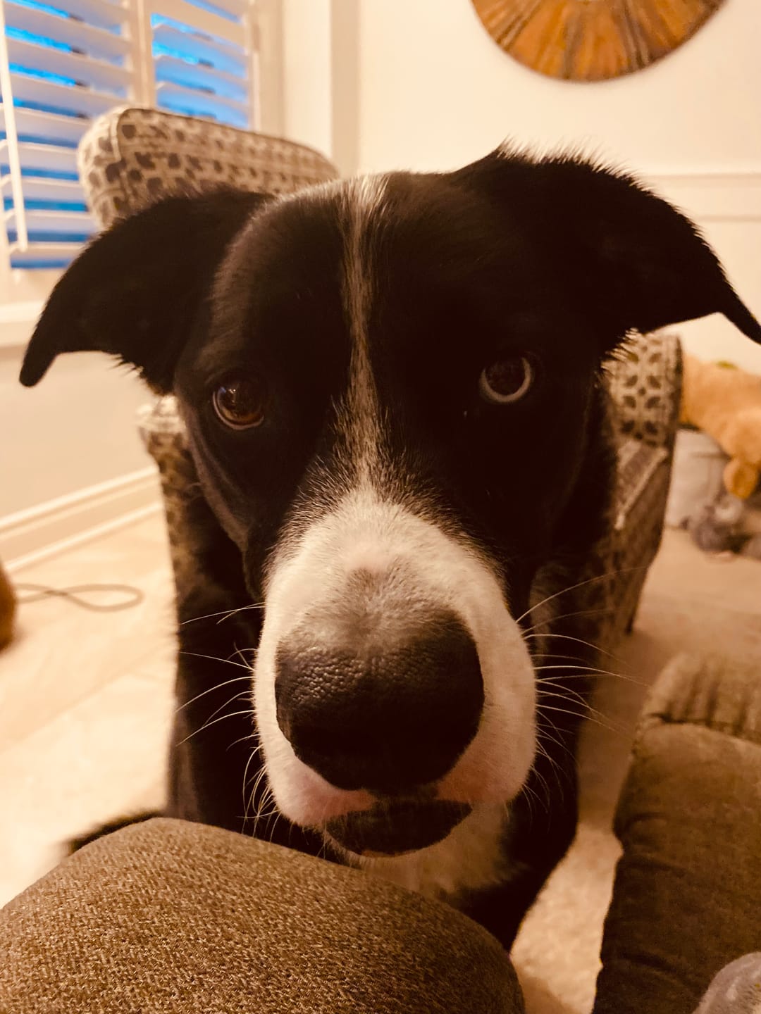Customer photo review of 6 Inch Thick Braided Bully Stick