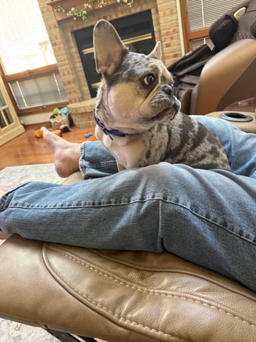 A customer's blue merle French bulldog sitting on their lap in a living room.