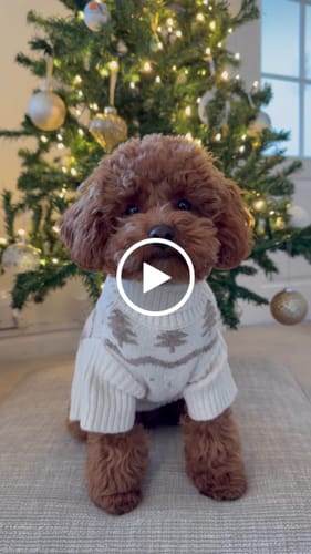 Customer video review of Winter Trees | The Capsule Roll Neck Knit
