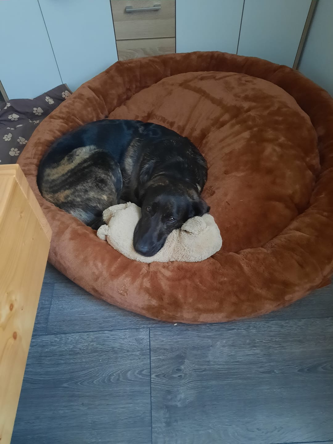 Customer photo review of Premium Hundebett Fluffy Deluxe