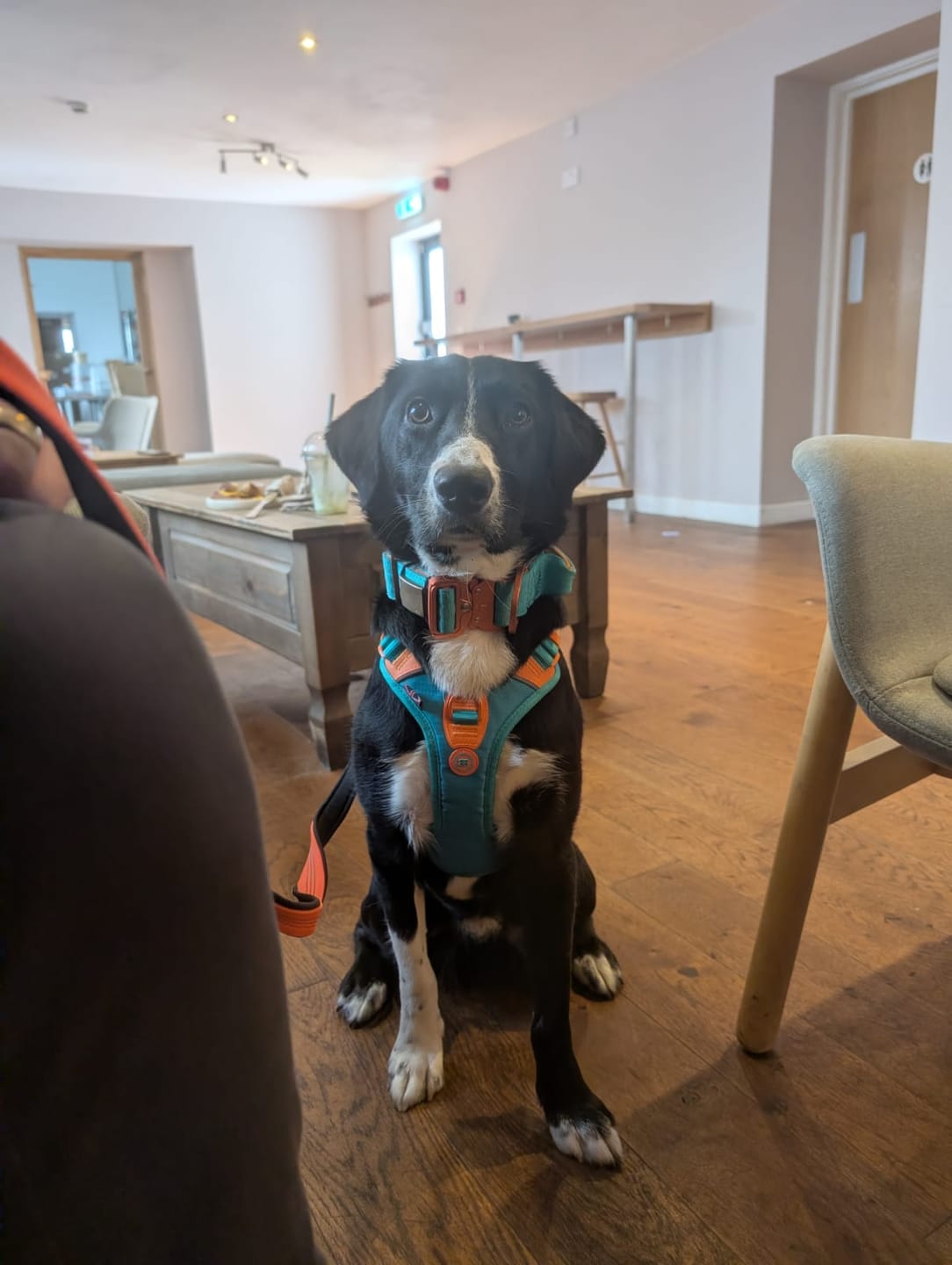 Customer photo review of 4cm LIGHTER Combat® Collar | With Handle Rated Clip - Turquoise & Orange