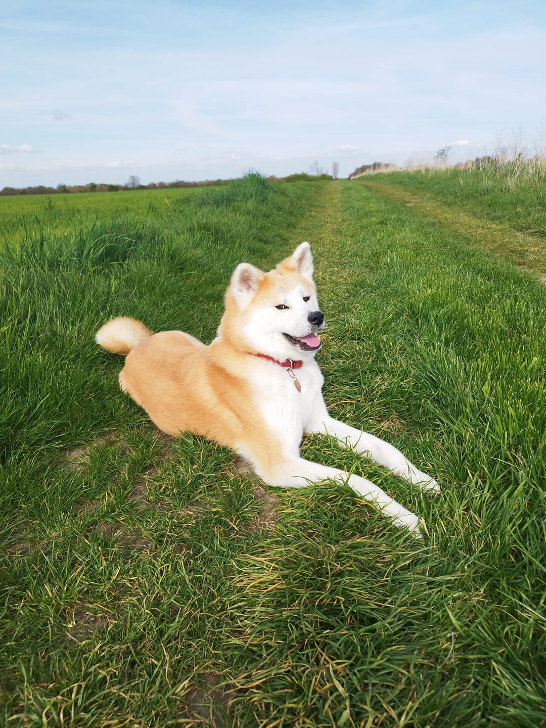 Customer photo review of Wurmtest Plus Hund