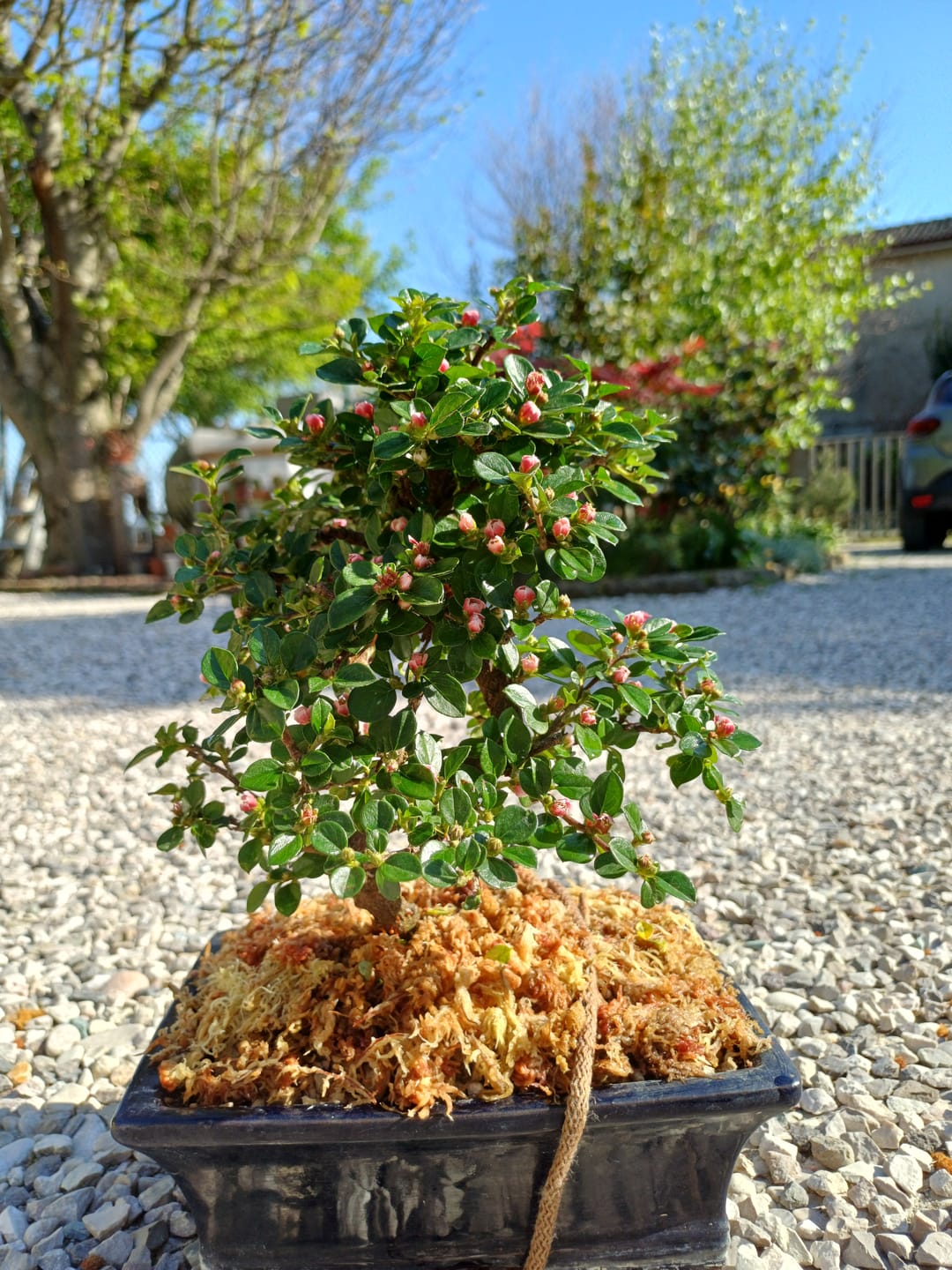 Customer photo review of SUPREMACY CB® TERRICCIO SUBSTRATO PER BONSAI LATIFOGLIE PREMIUM