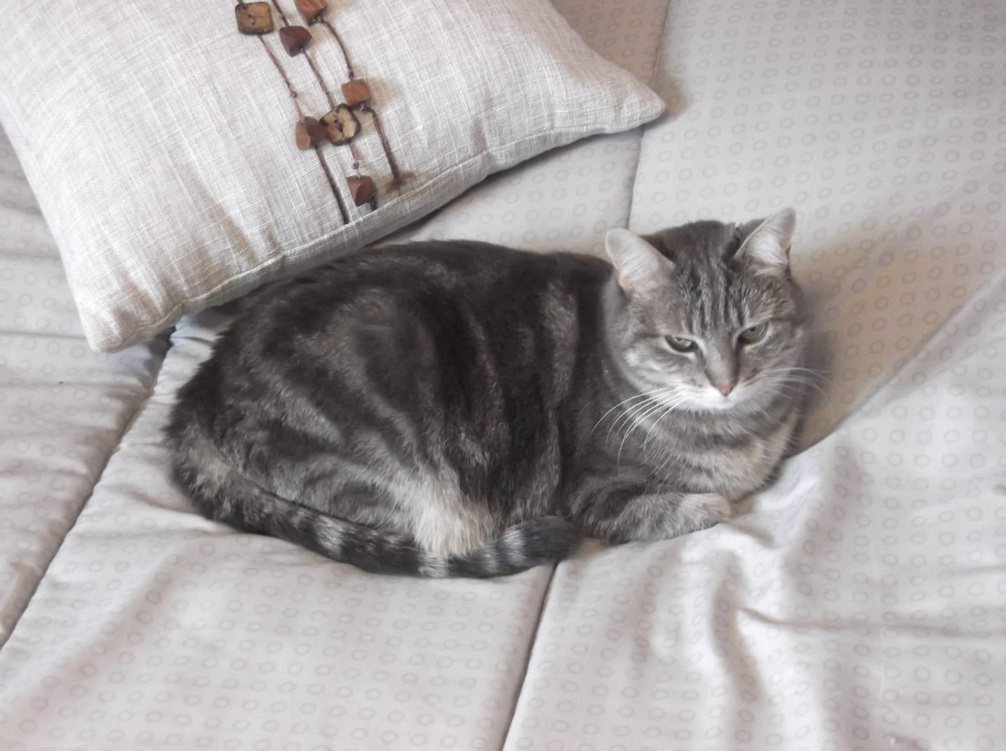 Customer photo review of Pâtée Volaille & Légumes (x16) - Chat