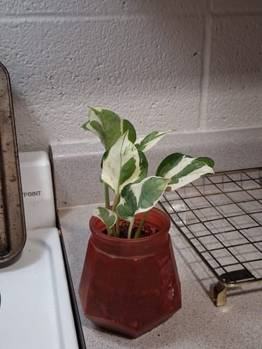 Customer photo review of N'joy Pothos Starter Plant in a 1.5” Pot - Low light indoor plant - Terrarium plant, Office plant, Gift plant