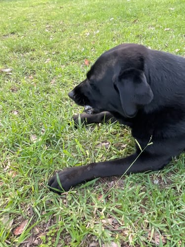 Customer photo review of Aussie Pig Snouts - tough chew!