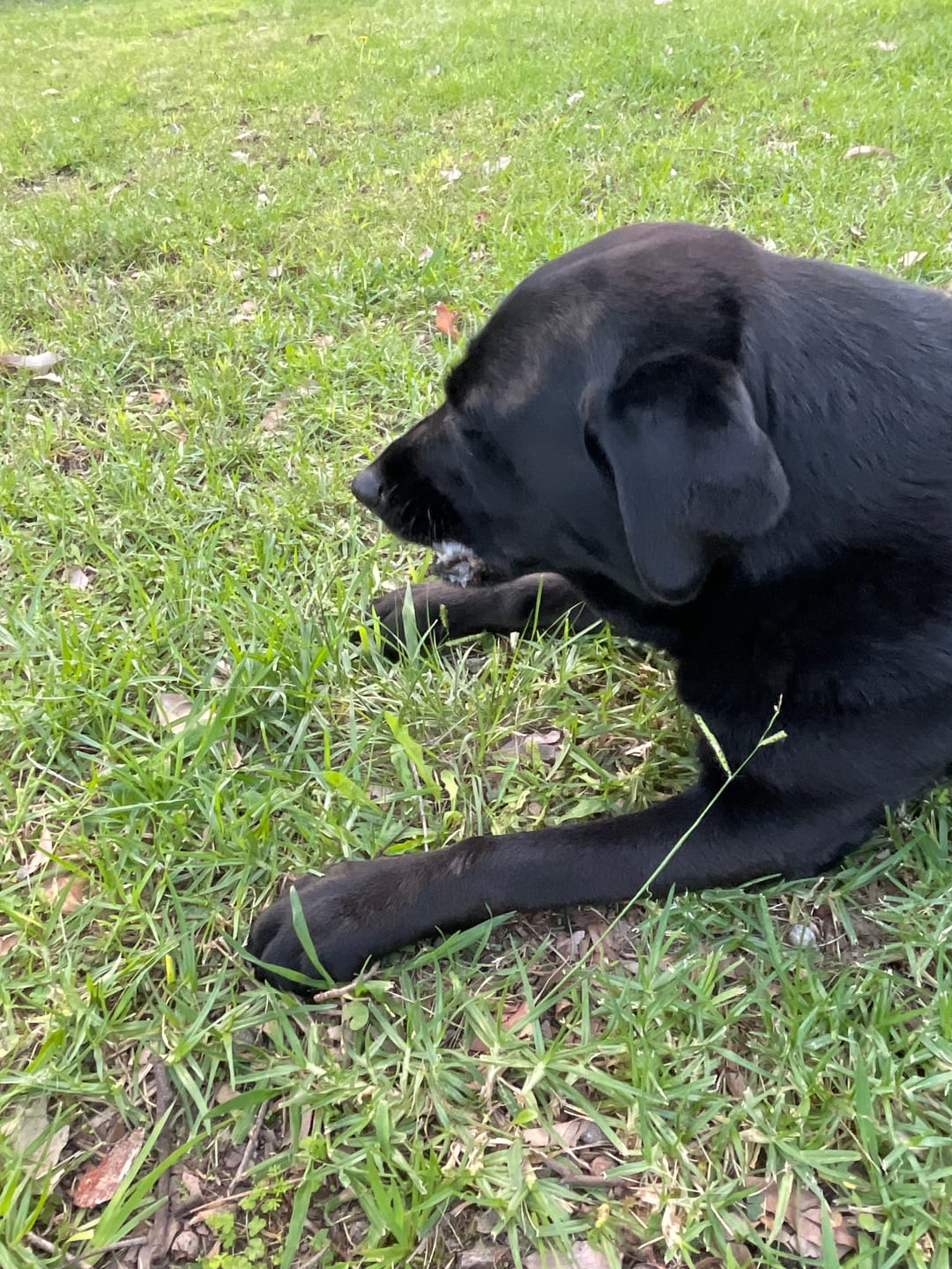 Customer photo review of Aussie Pig Snouts - tough chew!