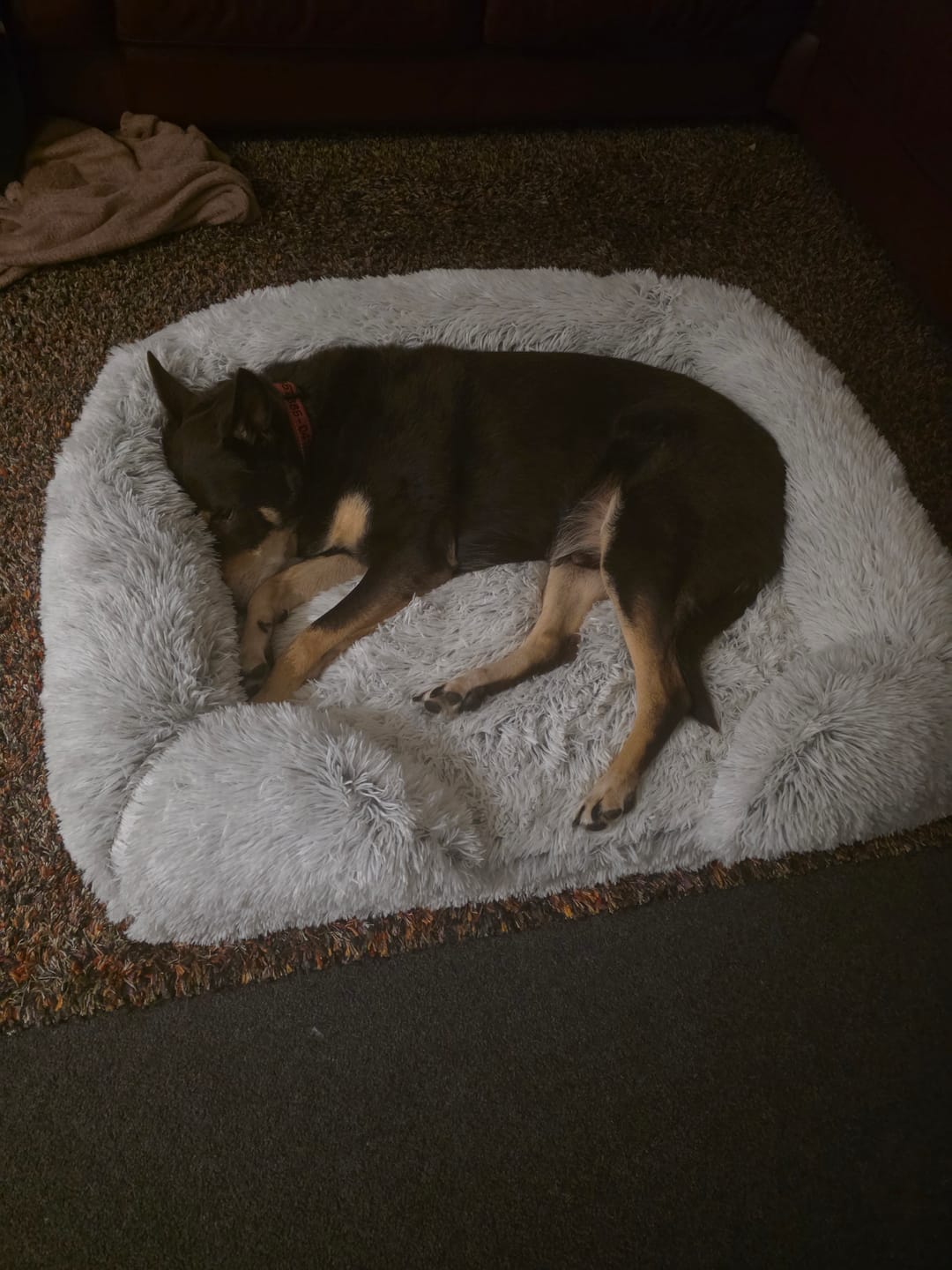Customer photo review of Pet Orthopaedic Bed
