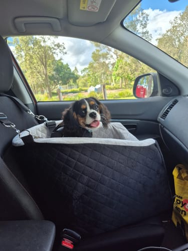 Customer's happy Beaglier puppy sitting in the black Dog Car Booster Seat on a passenger seat.