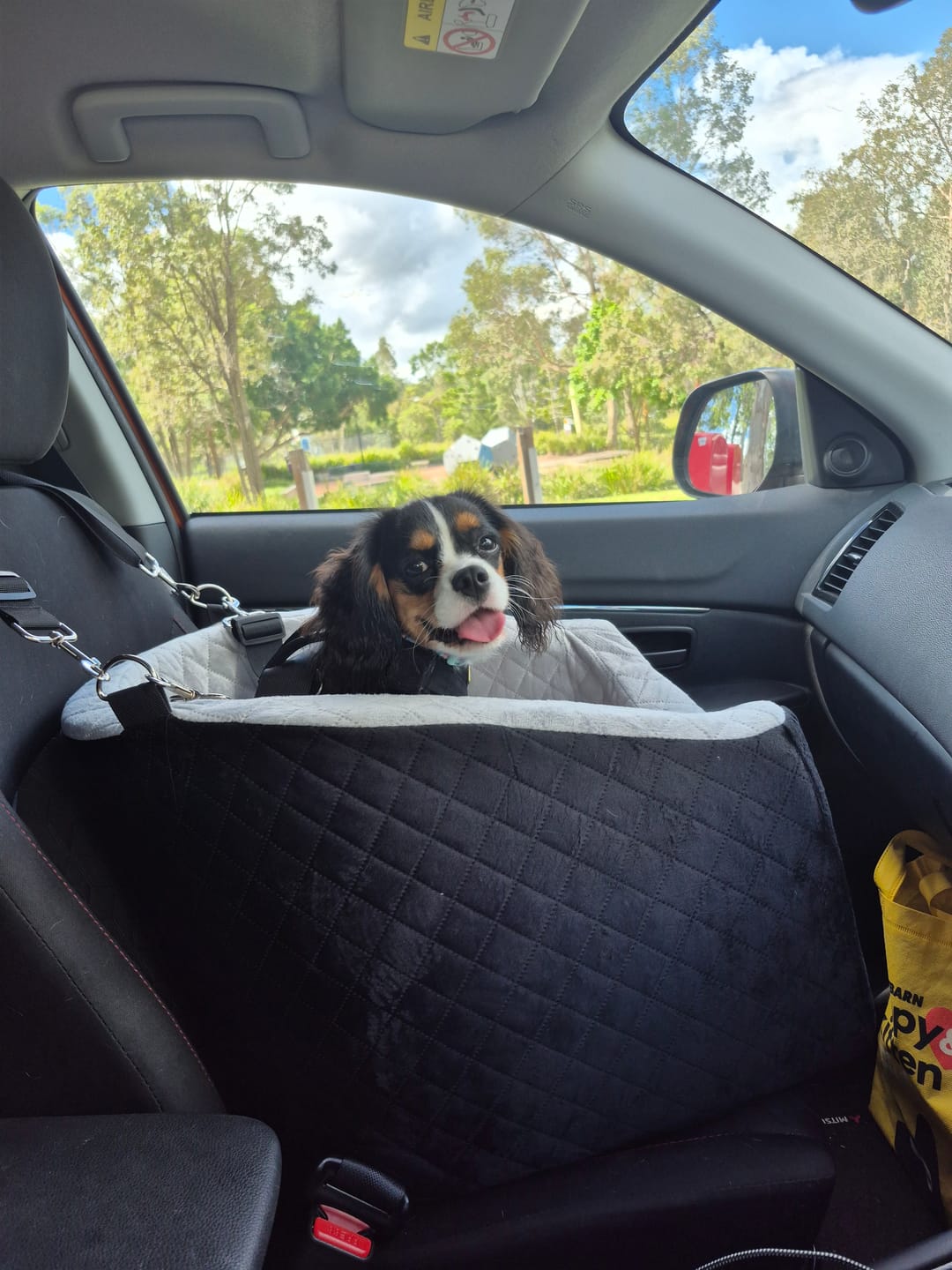 Customer photo review of Dog Car Booster Seat