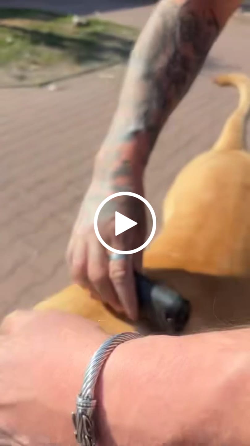 Customer video review of Hundstaff Pack Fur Comb - Grzebień dla psa
