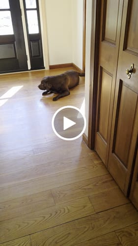 Customer video review of 6 Inch Monster Braided Bully Stick