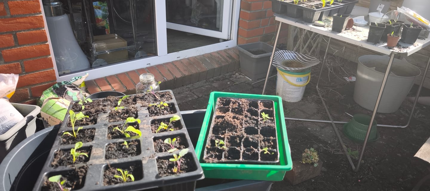 Customer photo review of Untersetzer für QuickPot Anzuchtplatten