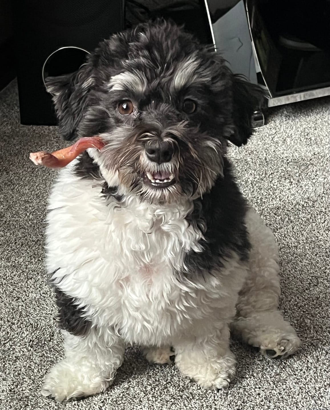 Customer photo review of 6 Inch Monster Braided Bully Stick