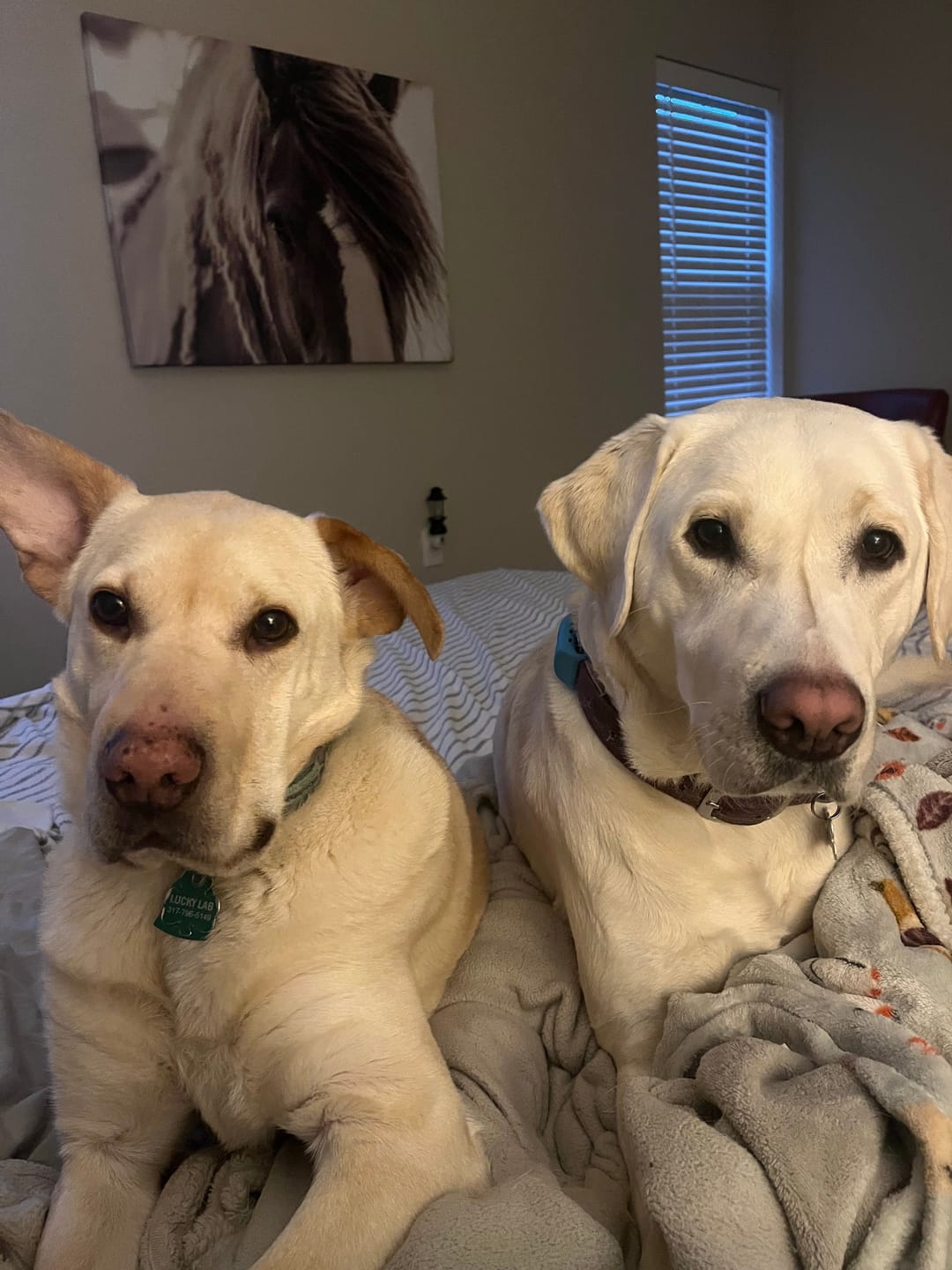 Customer photo review of Calming and Nervousness Support for Dogs and Cats-Seizure Guardian is now called Synap Guardian-Same formula!