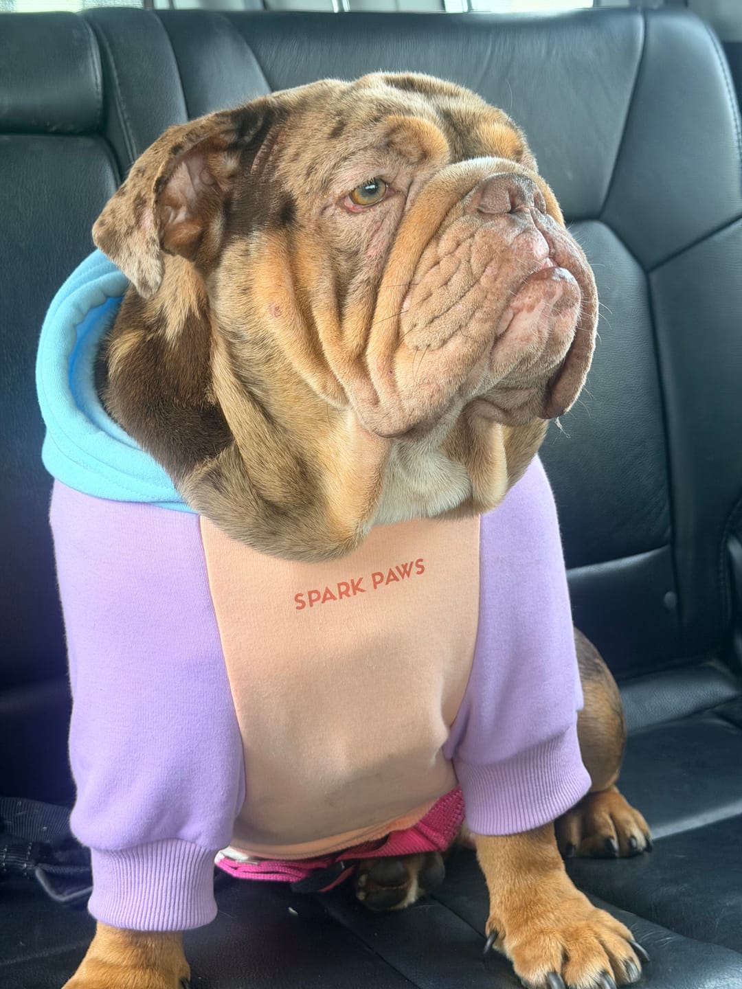 Customer photo review of Cotton Candy Dog Hoodie
