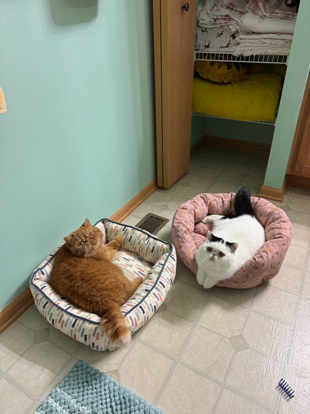 Customer photo review of Cat Allergy Relief & Immune Support – Natural Remedy for Sneezing, Itching & Seasonal Allergies