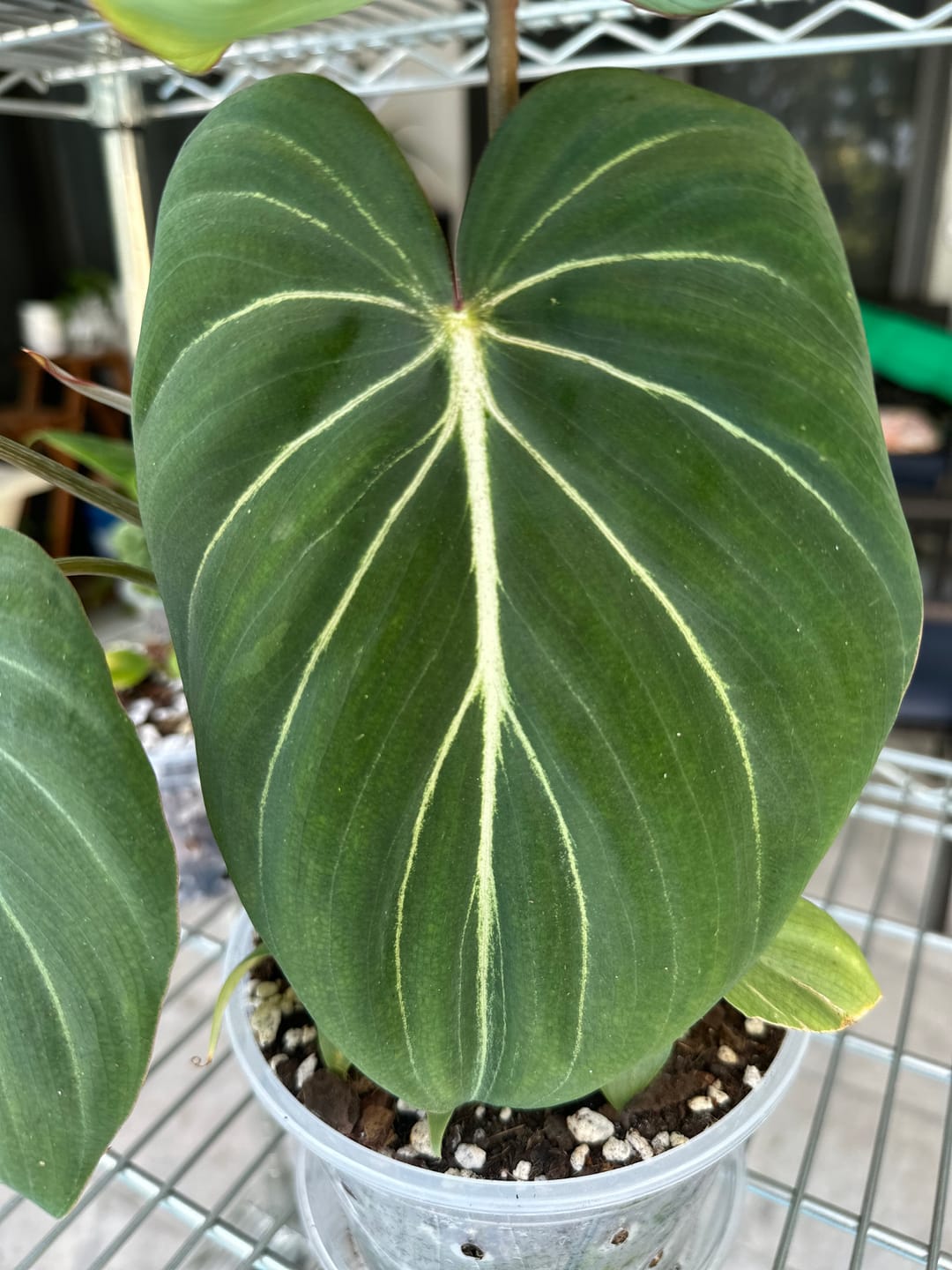 Customer photo review of Philodendron gloriosum