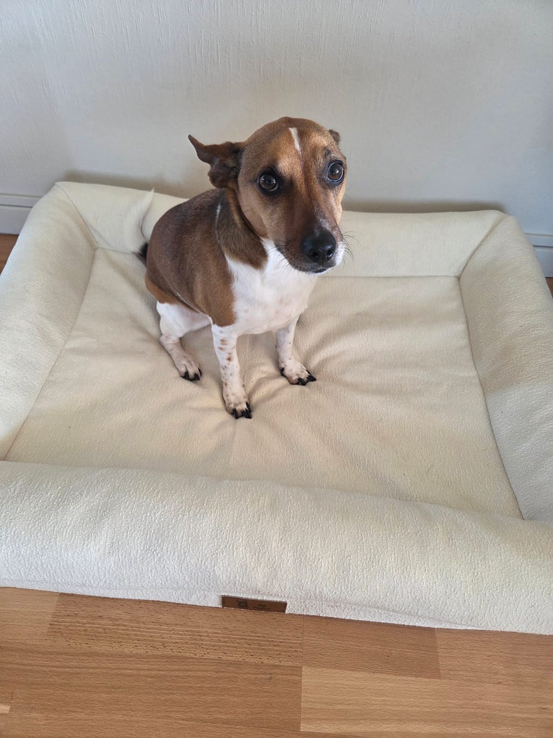 Customer photo review of Pet Perfect Orthopedische Hondenmand - Model 2