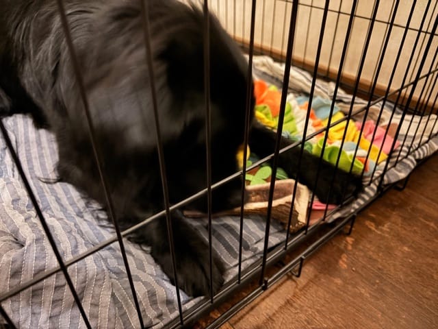 Customer photo review of Asta de ciervo para perros - Principiante