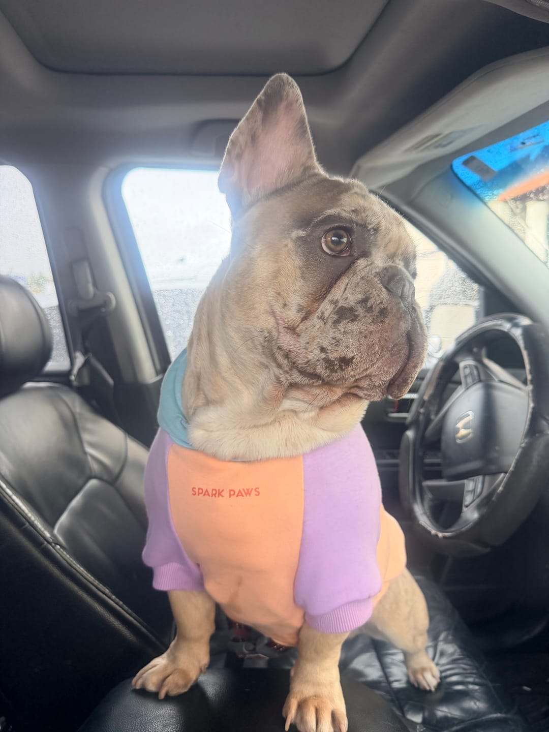Customer photo review of Cotton Candy Dog Hoodie