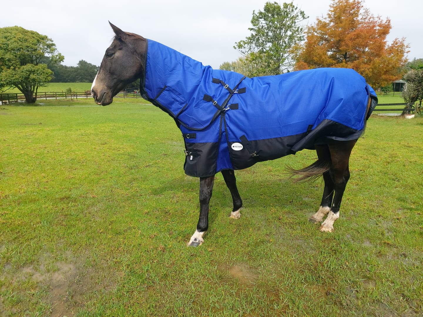 Customer photo review of NZ Tack Duke 1200d Detacha-neck