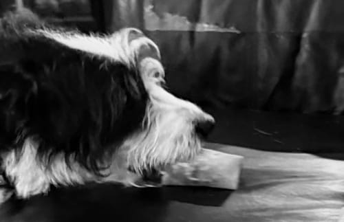 Customer's shaggy dog chewing on a Smoked Beef Marrow Bone in a black and white photo.