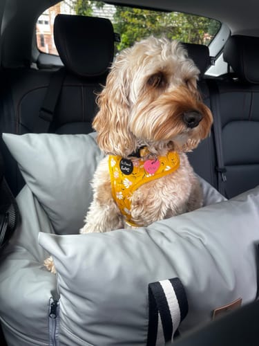 Customer photo review of The Dog Dock V2 New & Improved with ISO Fix