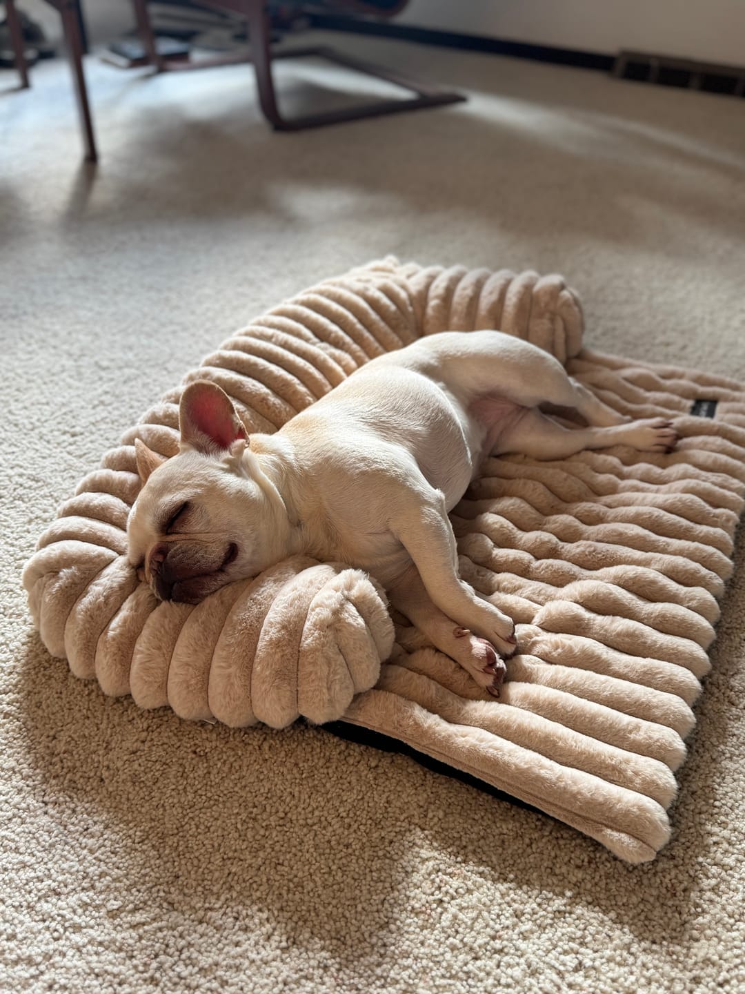 Customer photo review of Luxury Couch Cover Dog Bed - Beige