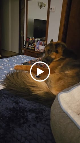 Customer video review of 12 Inch Standard Braided Bully Stick
