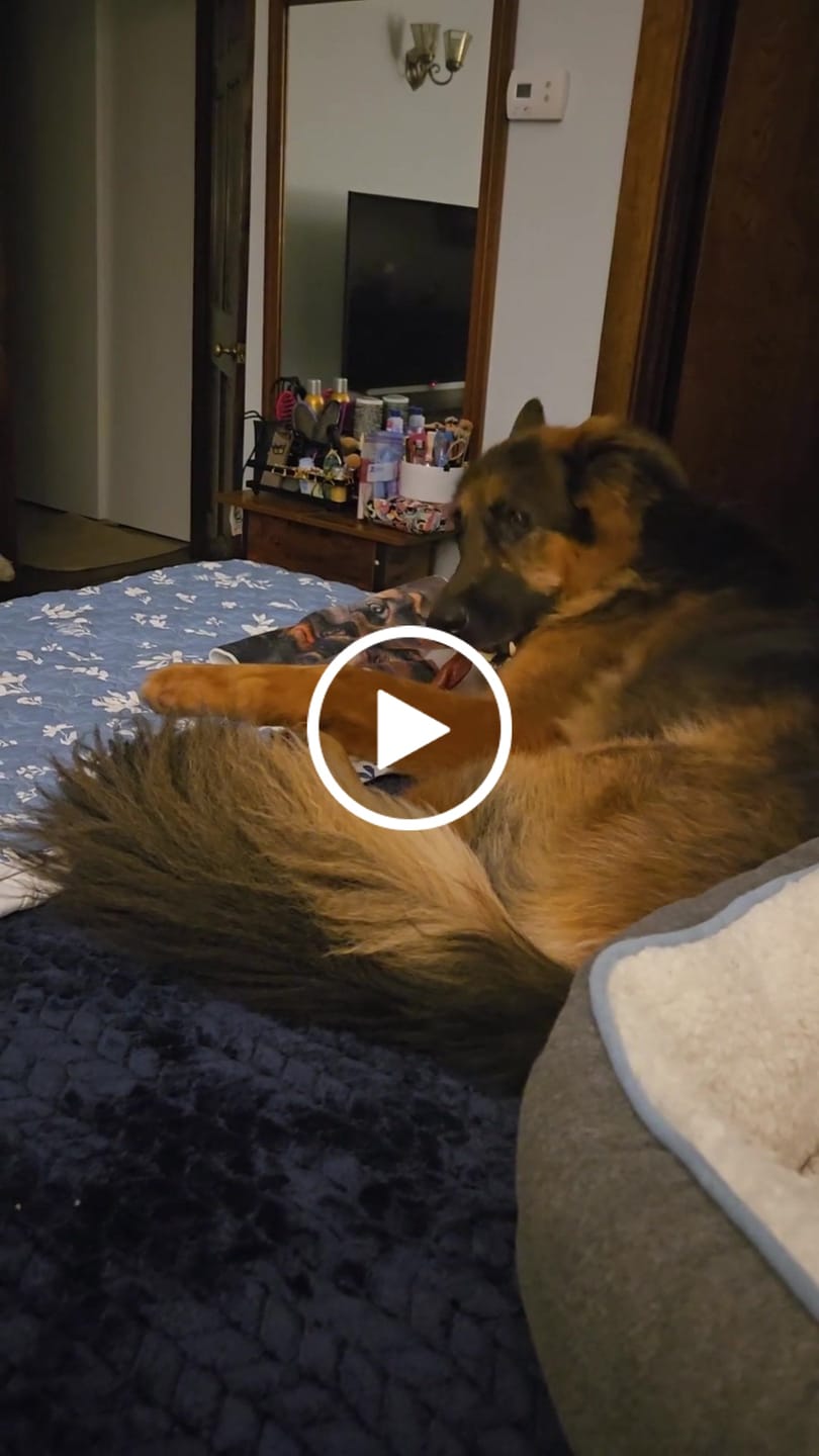 Customer video review of 12 Inch Standard Braided Bully Stick