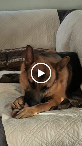 Customer video review of Smoked Beef Marrow Bone