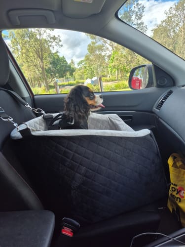 Reviewer's small dog looking out the window from inside the black, quilted Dog Car Booster Seat.
