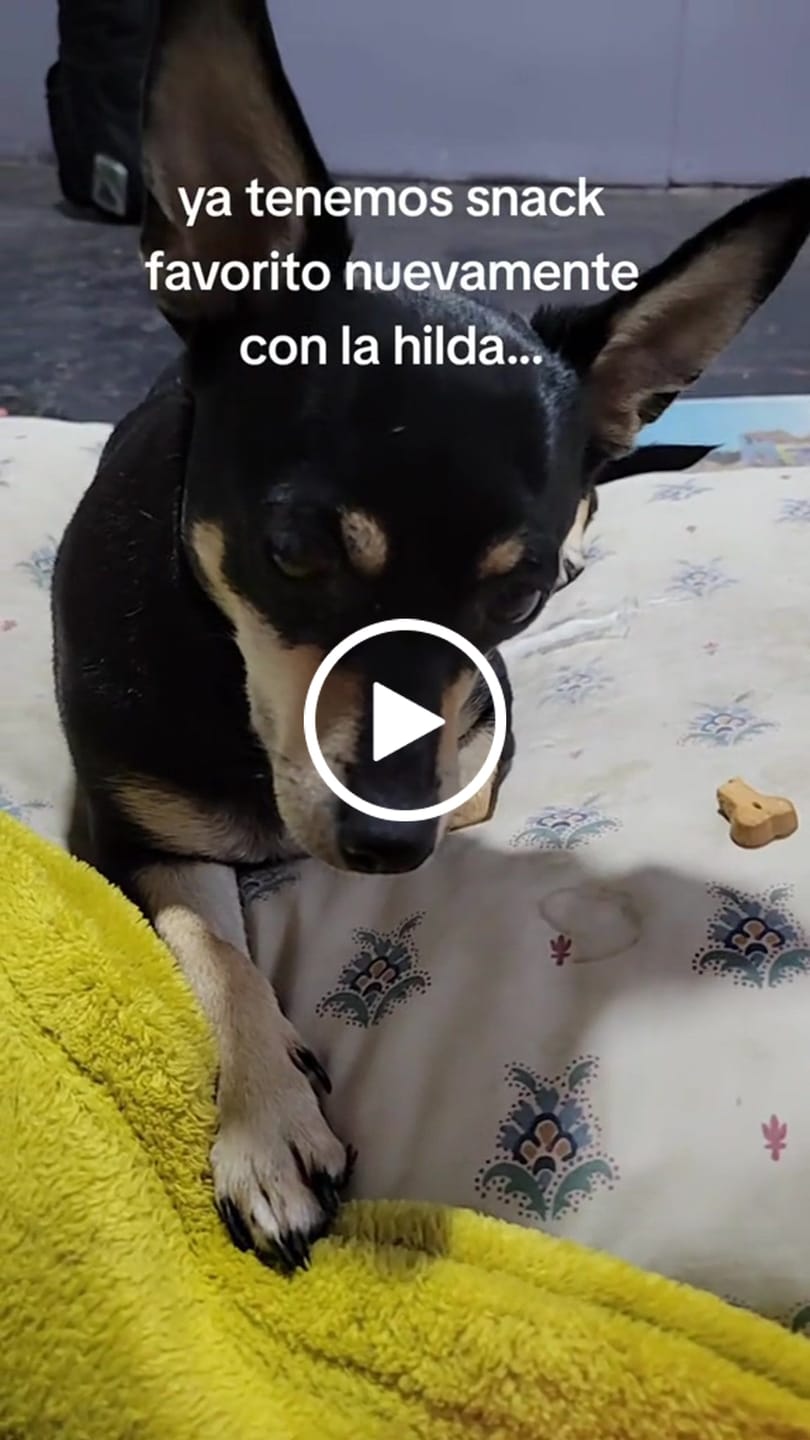 Customer video review of PetFamily Cookies