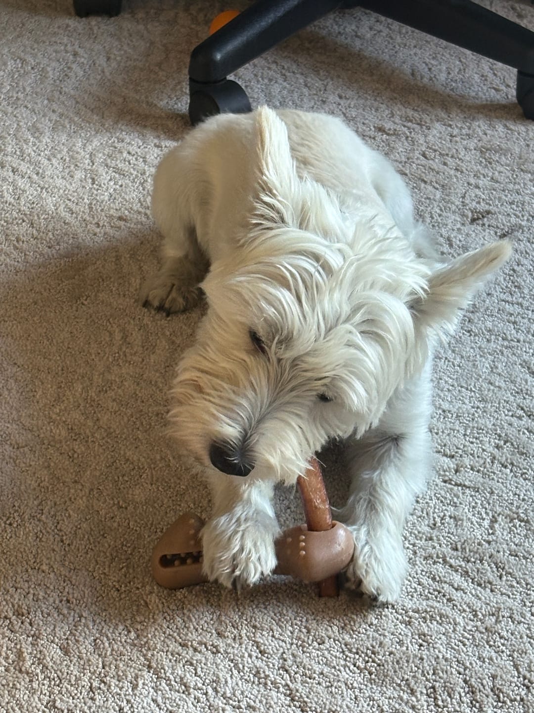 Customer photo review of 6 Inch Thick Bully Stick
