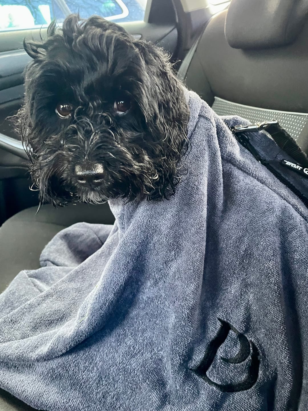 Customer photo review of Luxury Dog Drying Bag