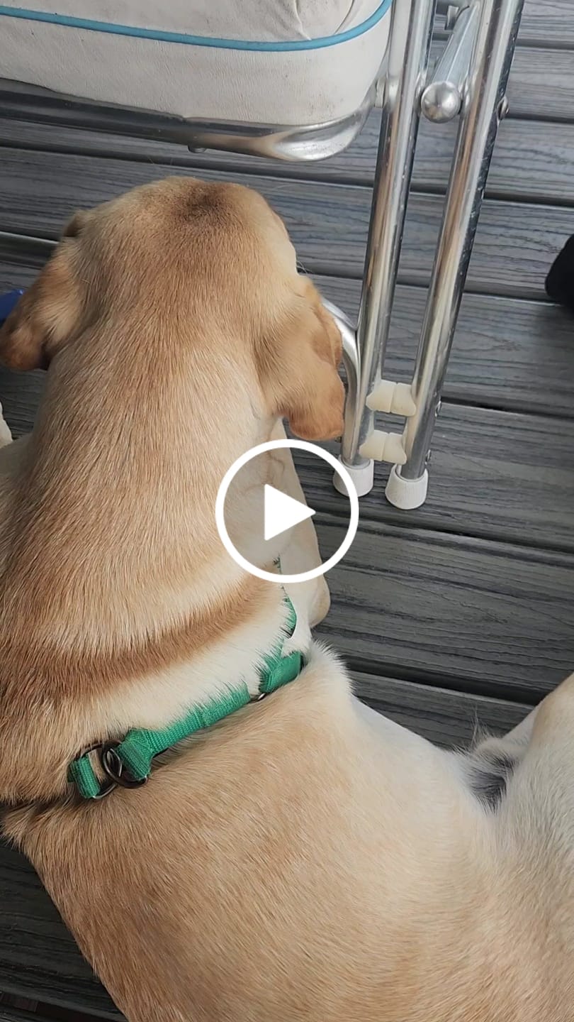 Customer video review of Gift Bundle: 2 Large Yak Chews and a 6" Hickory Smoked Bully Stick