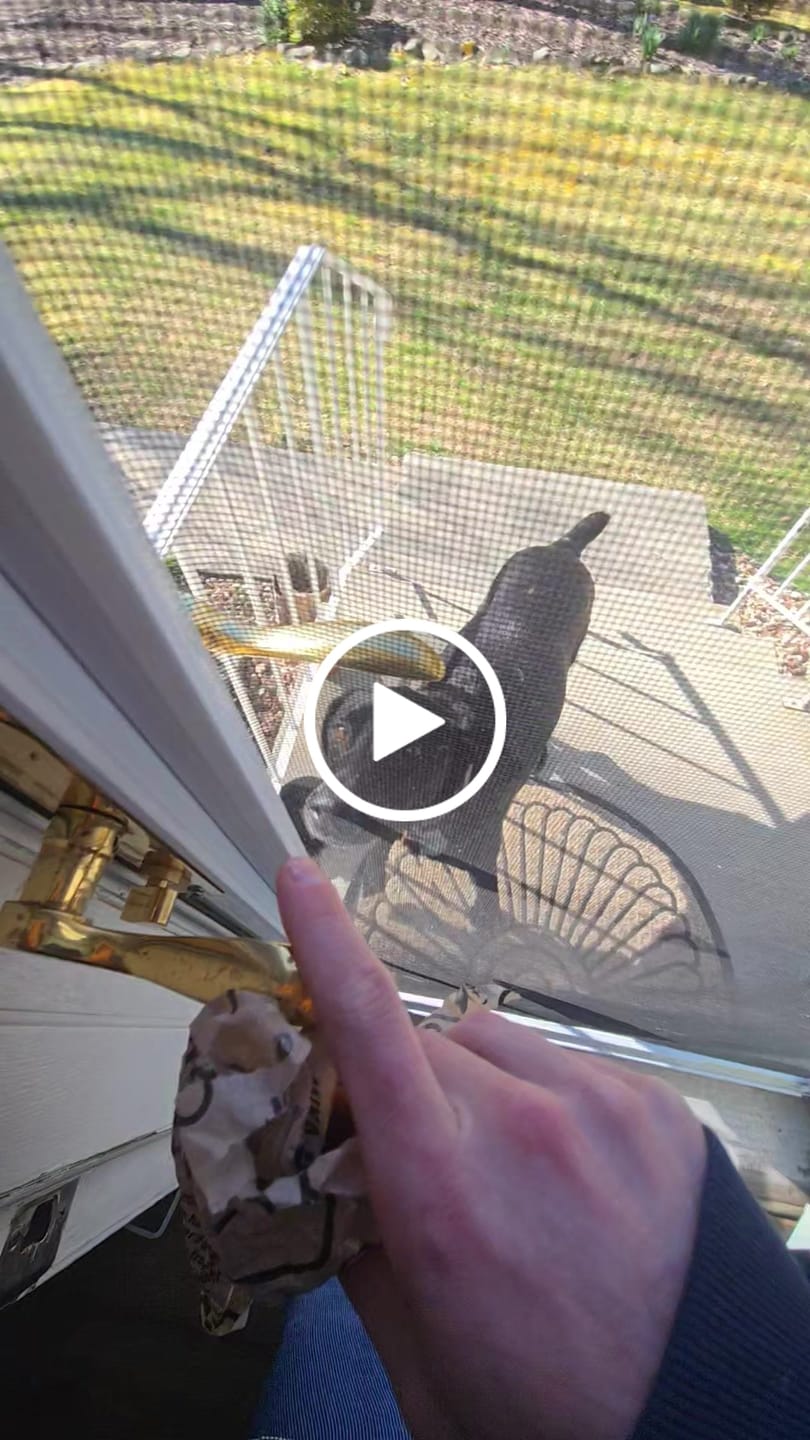 Customer video review of Large Dog Mega Spring Bundle (41+ lbs)