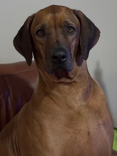 Customer photo review of Marine Vitality Mussel Powder For Dogs - 150g